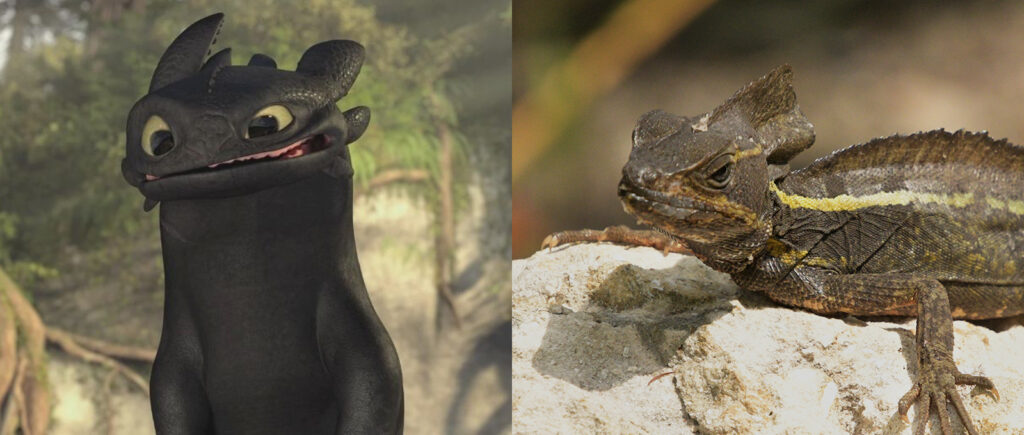 brown basilisk lizard compared to Toothless character from How To Train Your Dragon movie