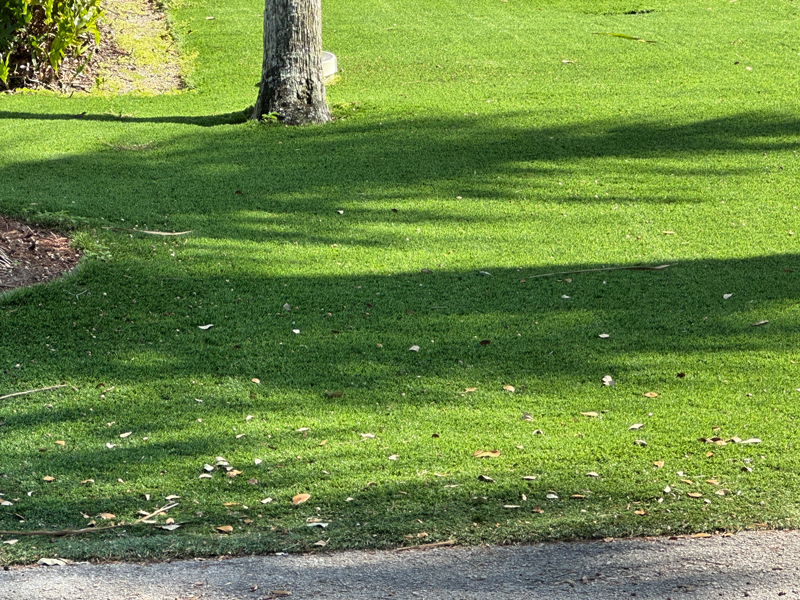 artificial turf yard